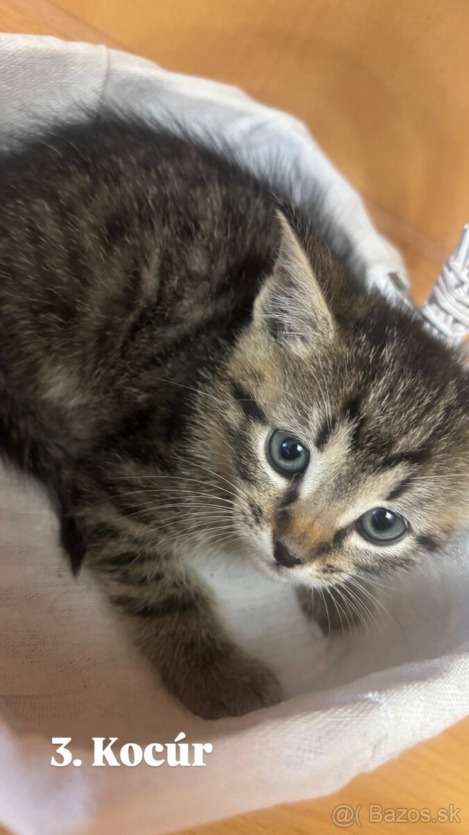 Darujem mačiatká - 9