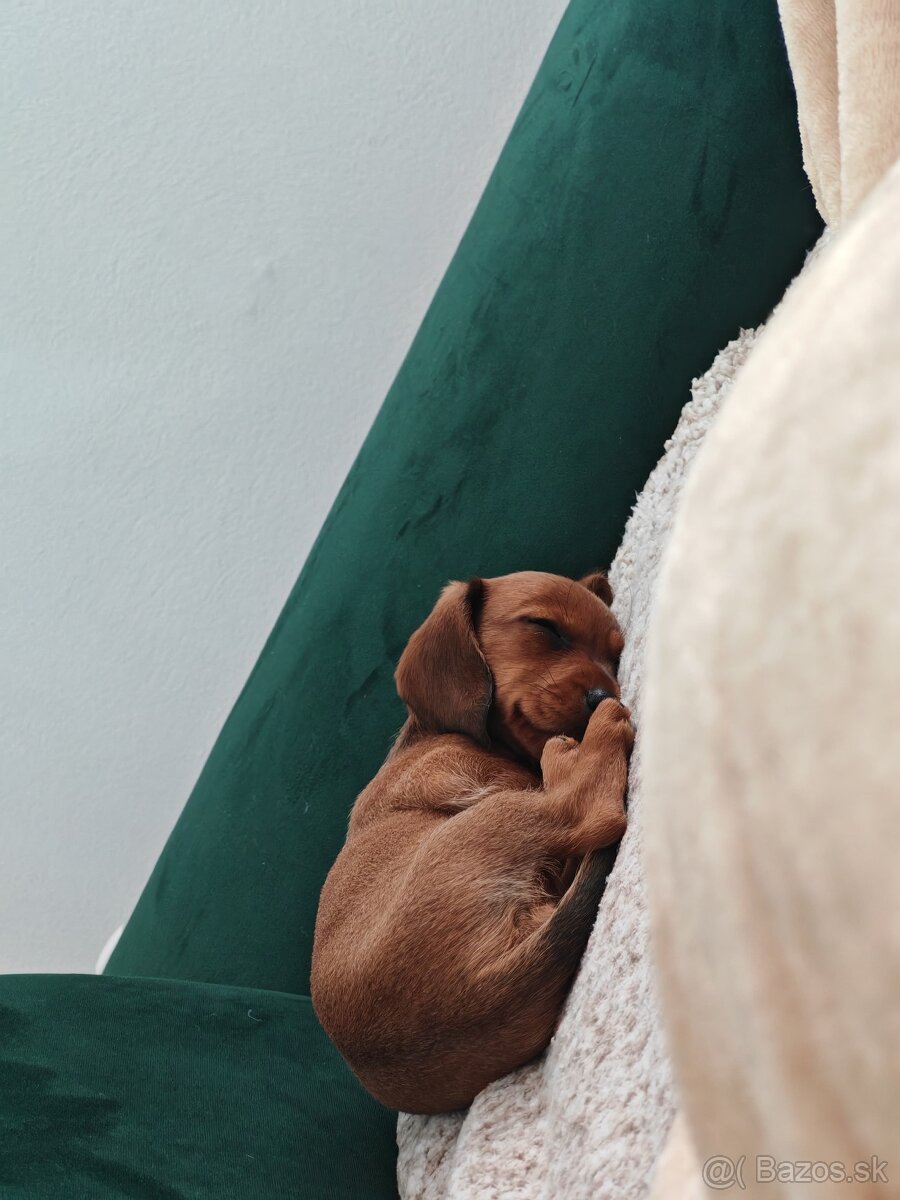 Jazvecik Bella Princess Nellys 4 mes stena - 9