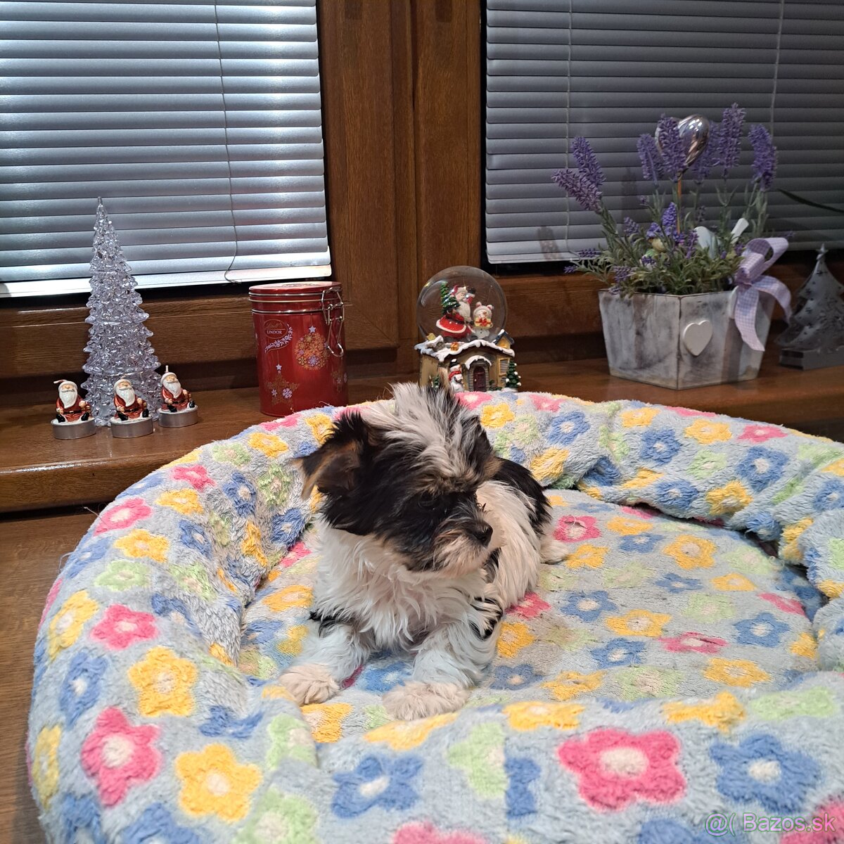 Biewer,Halbbiewer,Oceán - 9