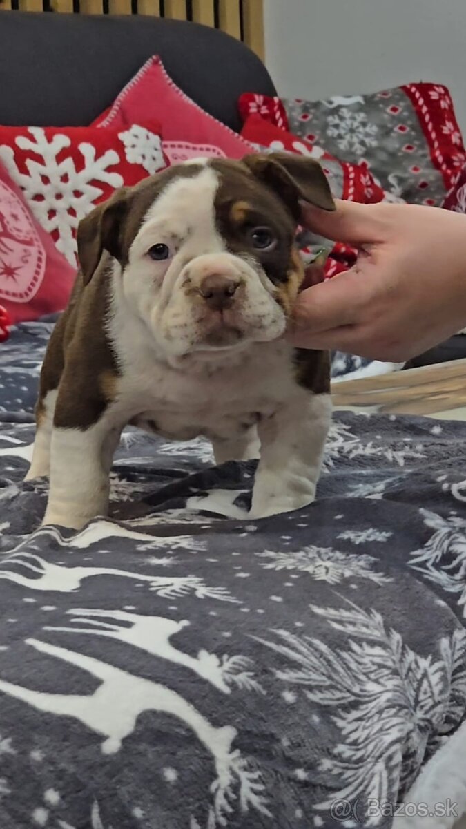 American Bully štandard - 9