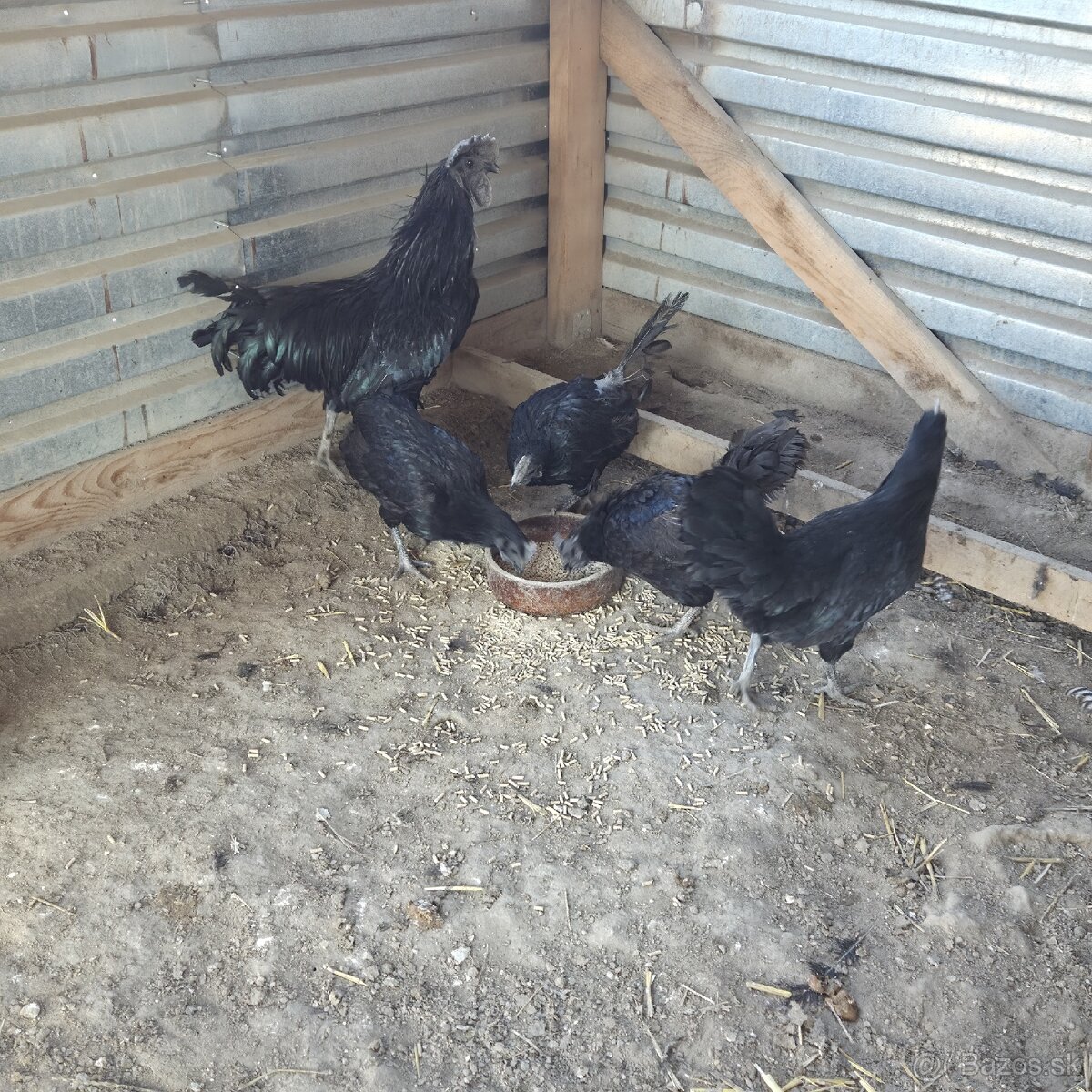 Chovny kmeň Ayam cemani - 9