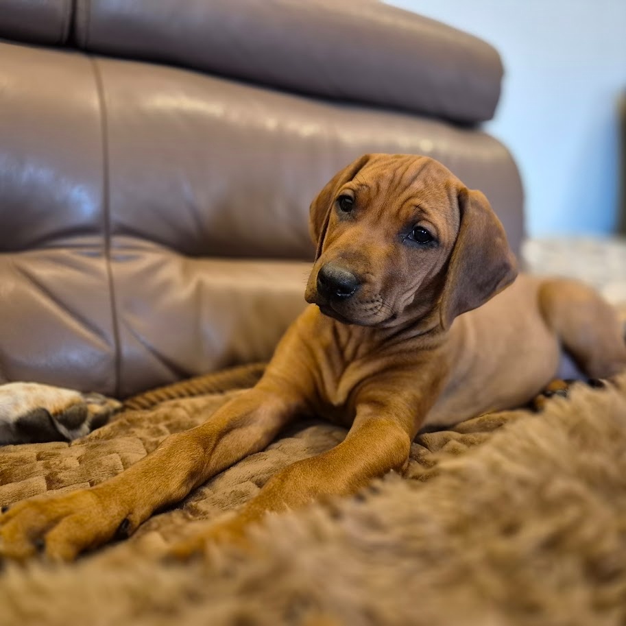 Rhodesian Ridgeback - vymazlená štěňátka s PP - 9