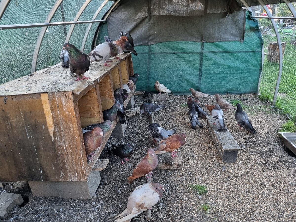 Holub ryman , hohub pávik - 9