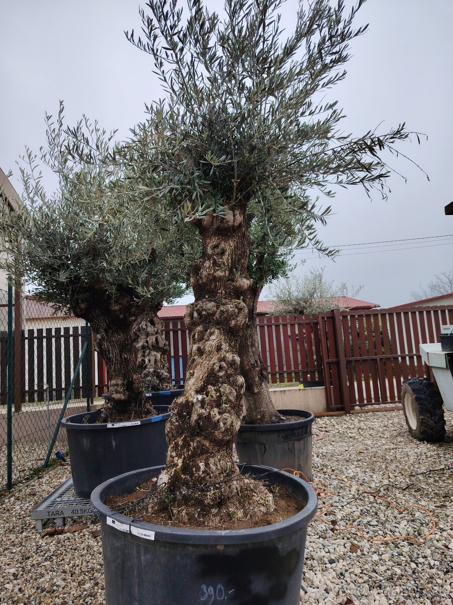 Olivovník europea - 9