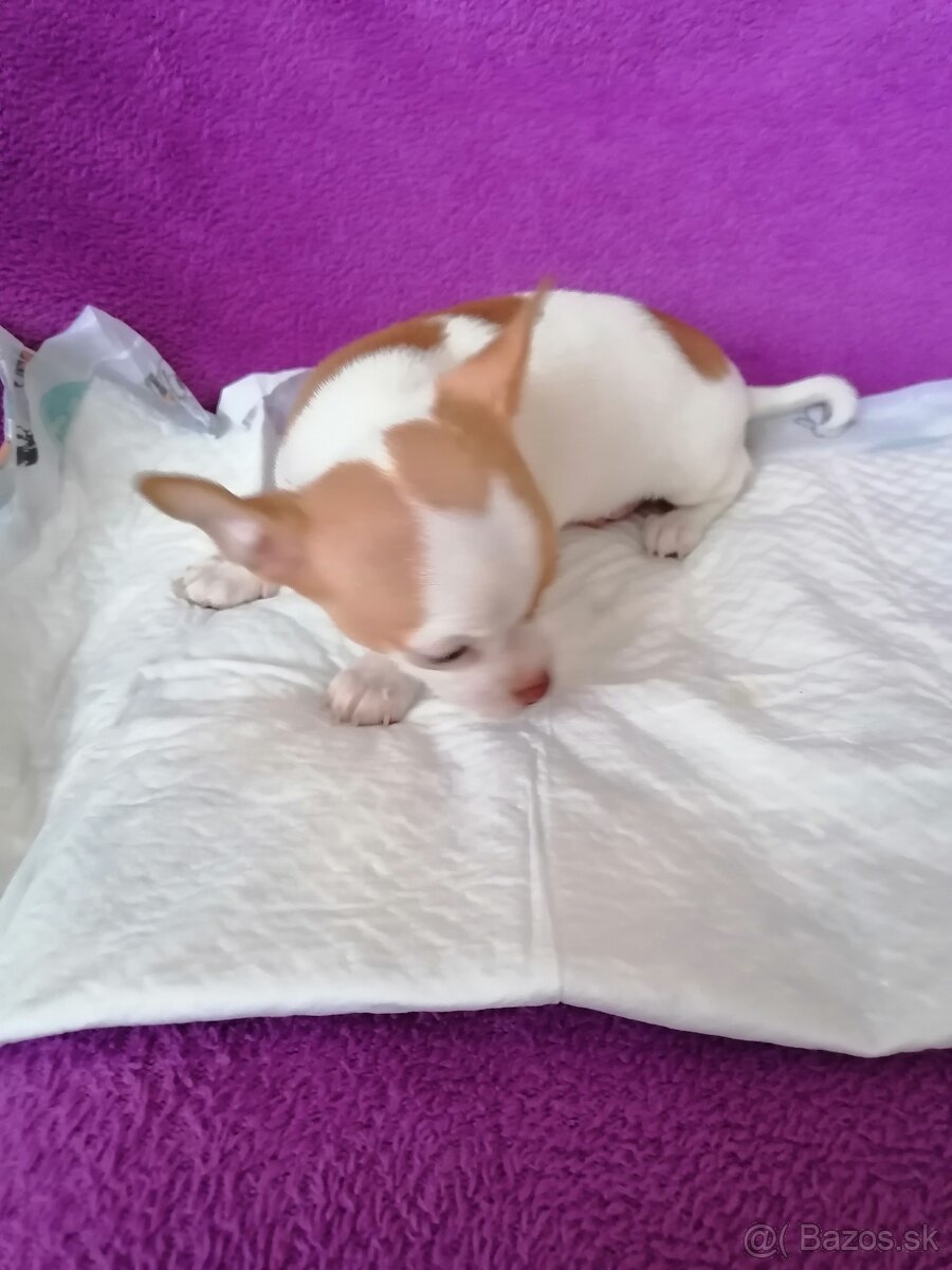 Čivava krátkosrstá - 9