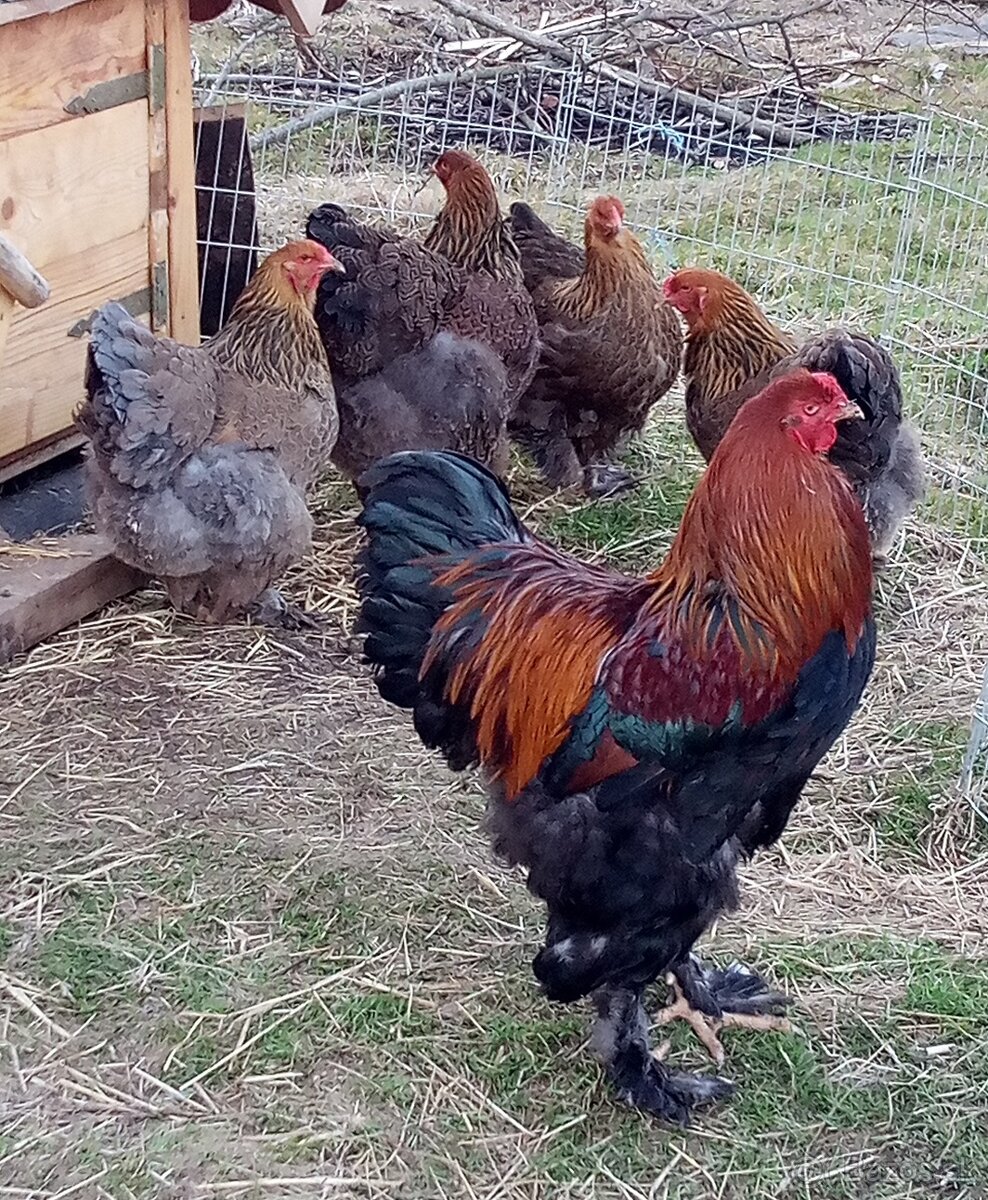 Brahmanka zlato čierna vajcia - 9