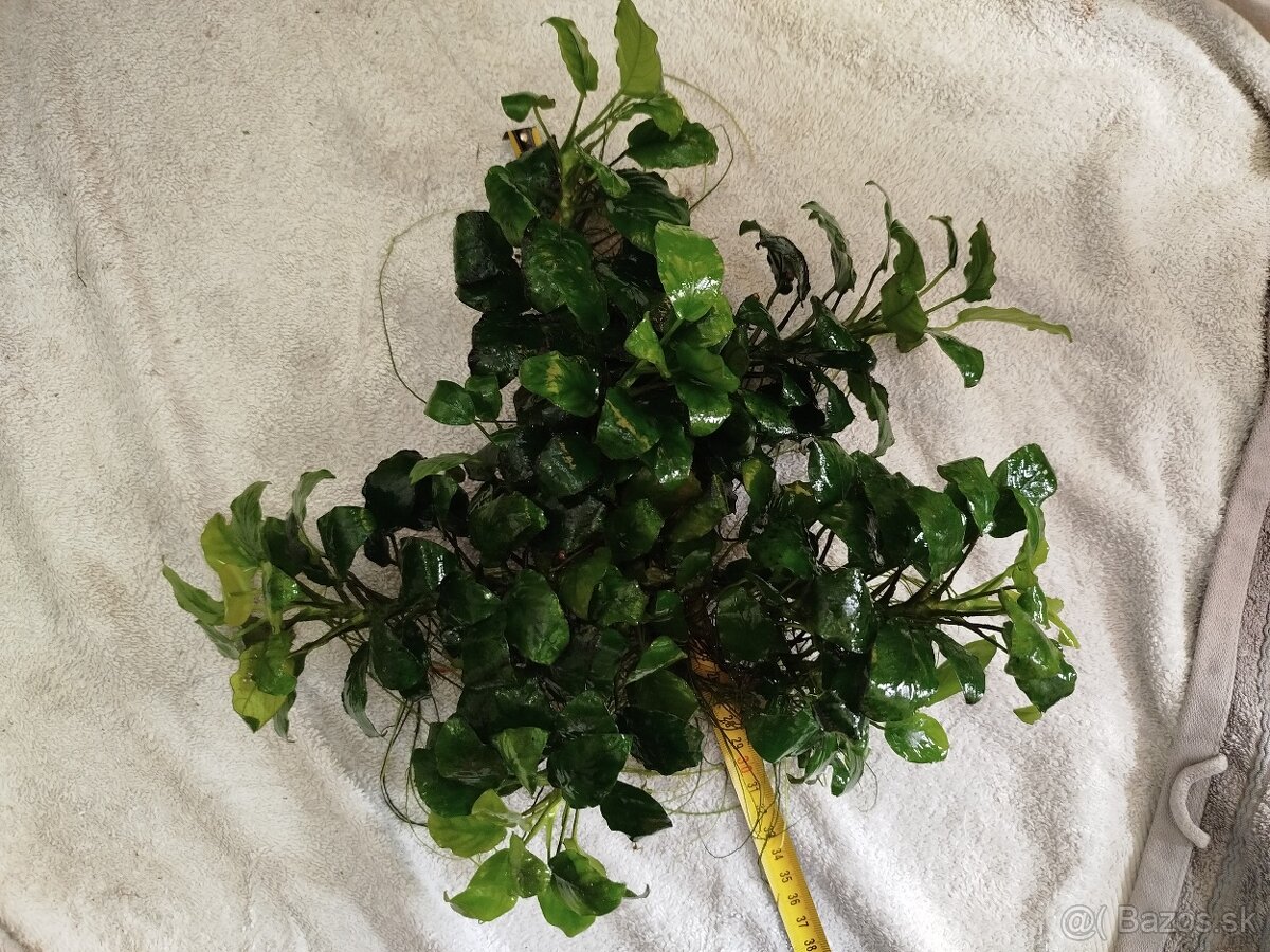 Predám veľké Anubiasy - 9