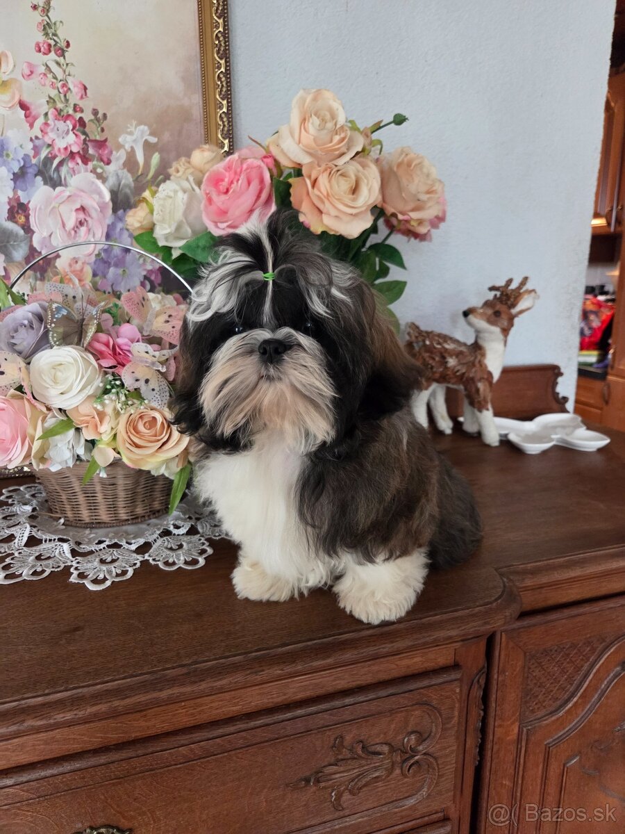 Shih tzu s pp FCI - 9