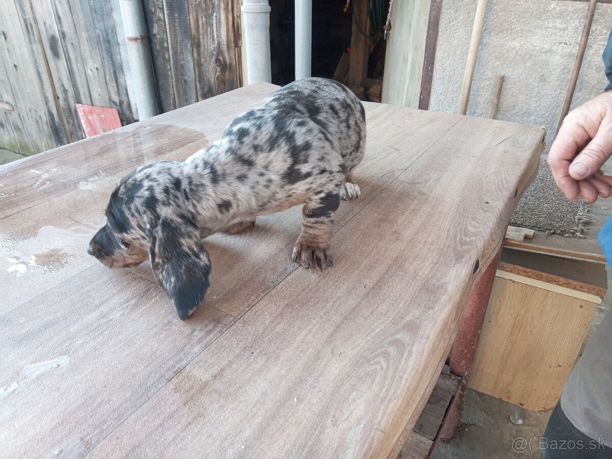 Predám jazveciky steniatka - 9