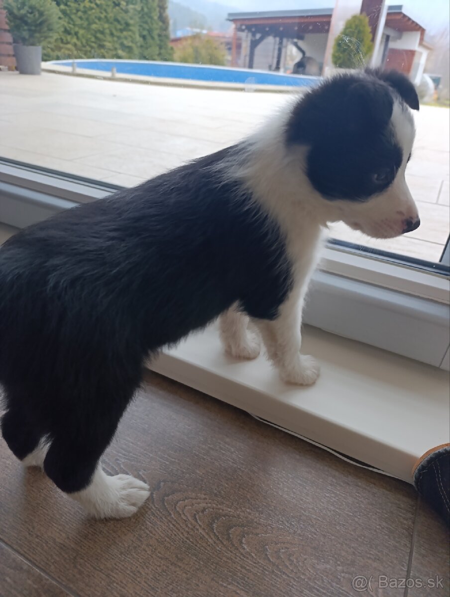 Border kolia - psík - 9