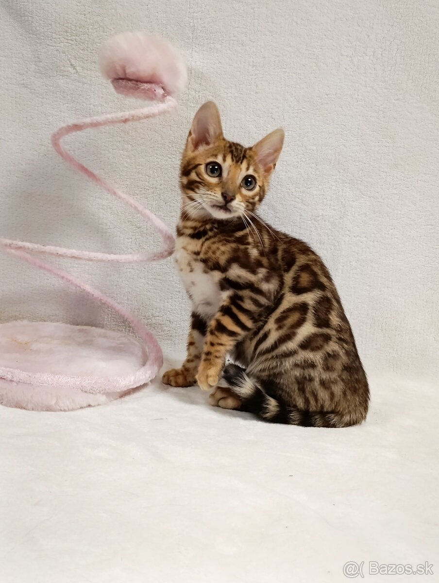 Bengálske mačiatka na predaj - 9