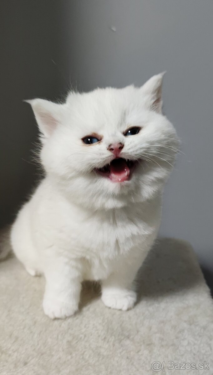 Britské mačiatka s PP❤️extra kvalita❤️ - 9