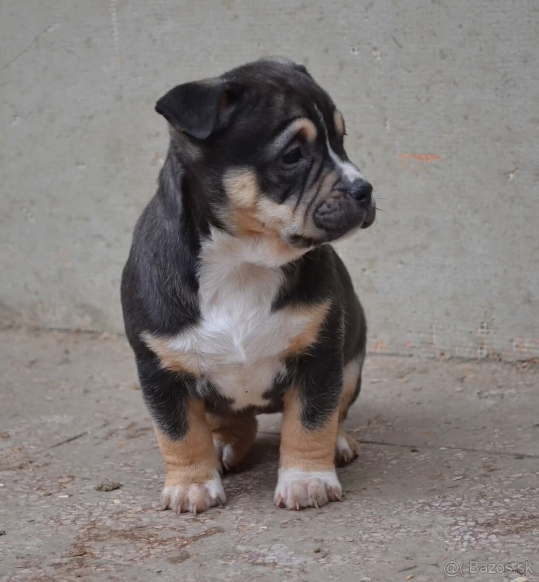 American bully pocket / shar pei (odber 14.11) - 9