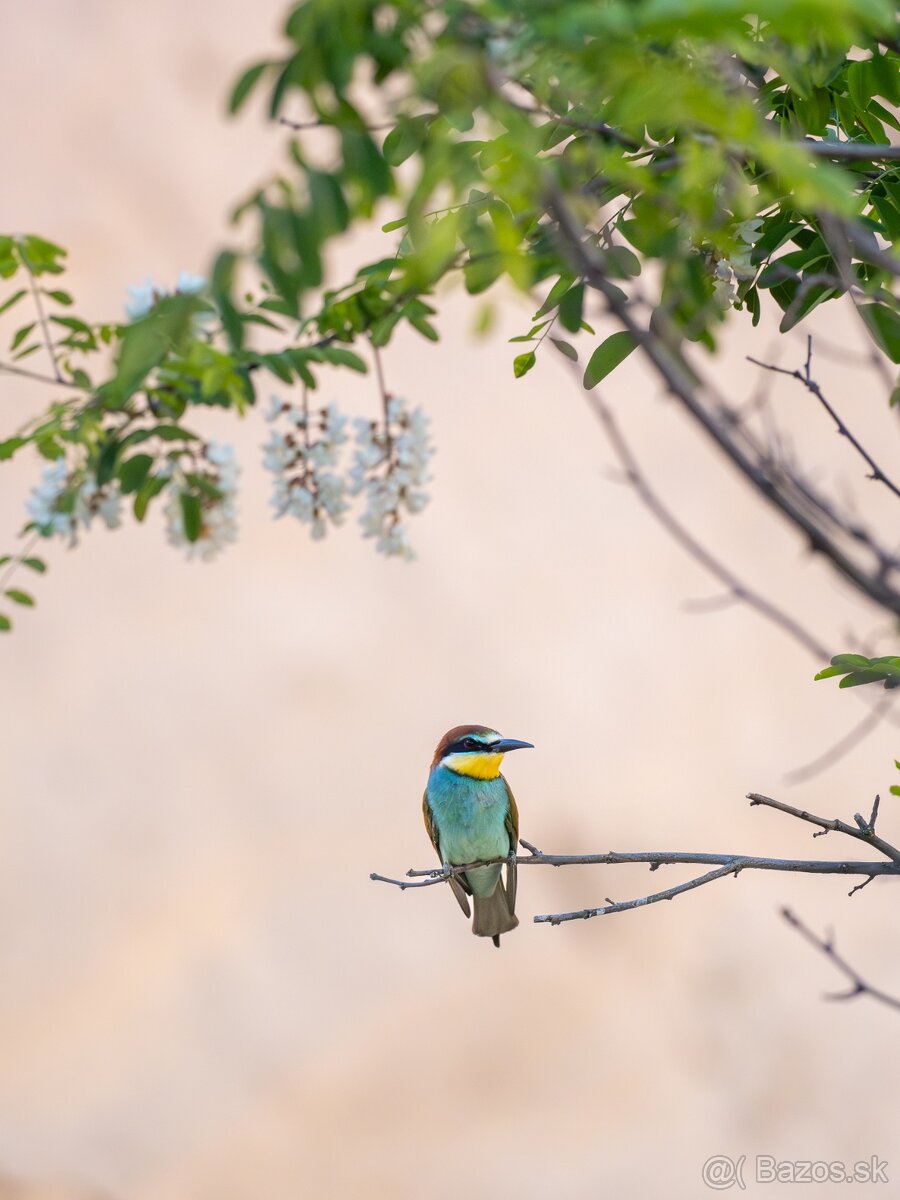 OM-D E-M1 Mark III - 9