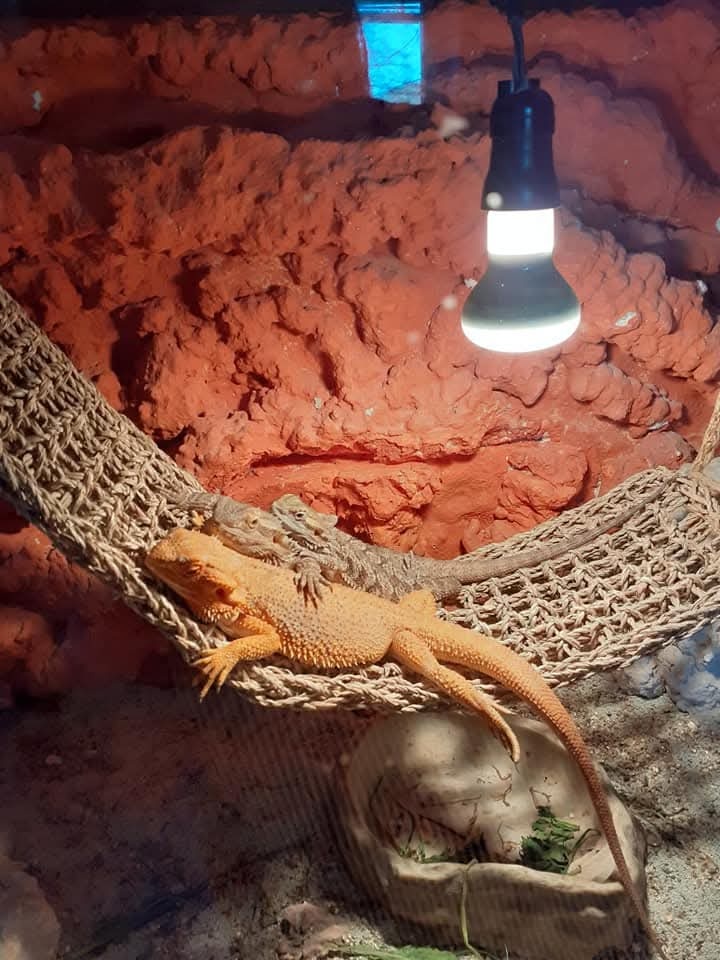 Krasne velke terarium - 9