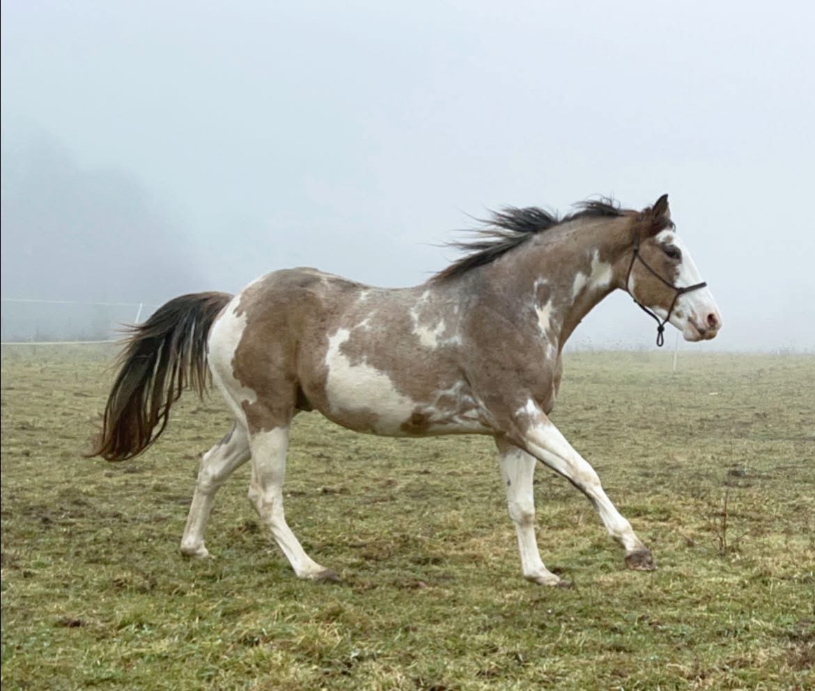 APH QH ZREBCE PRIPUSTANIE 2026 - 9