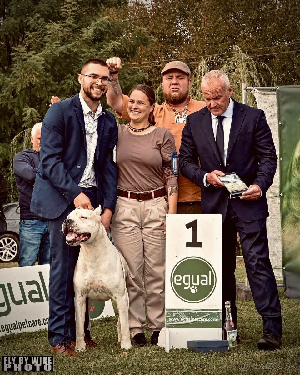 Argentínska doga - sučka s PP - 9