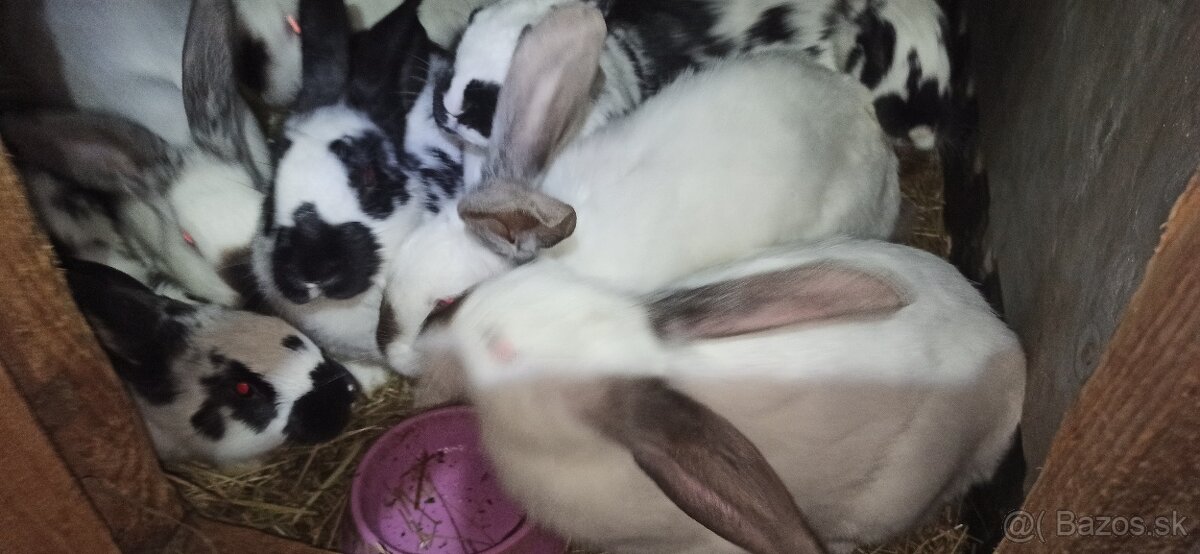 Predám králiky 3 mesačne krížence - 9