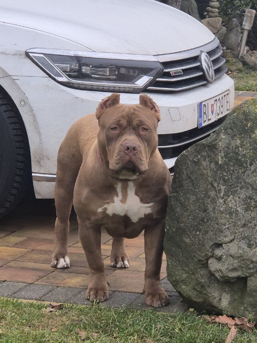 American bully XL - 9
