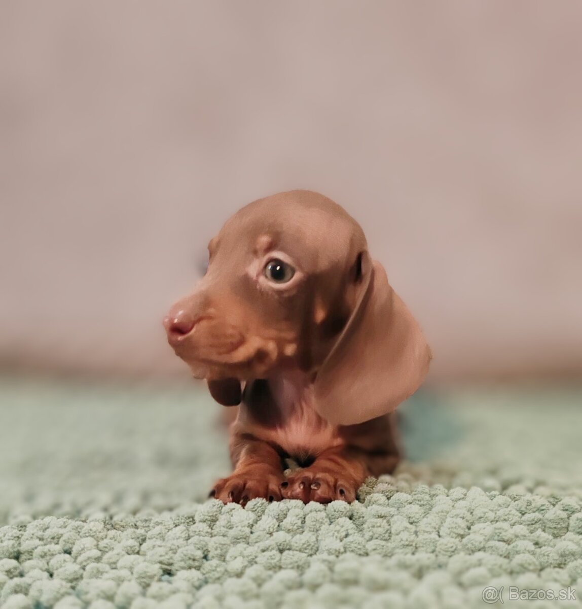 Jazvečík trpasličí - 9