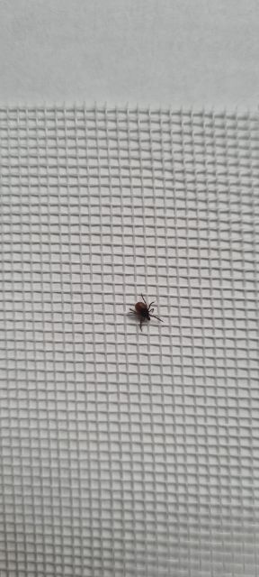 Sklovlaknova sieť proti hmyzu,okno,terasu,sušenie húb - 9