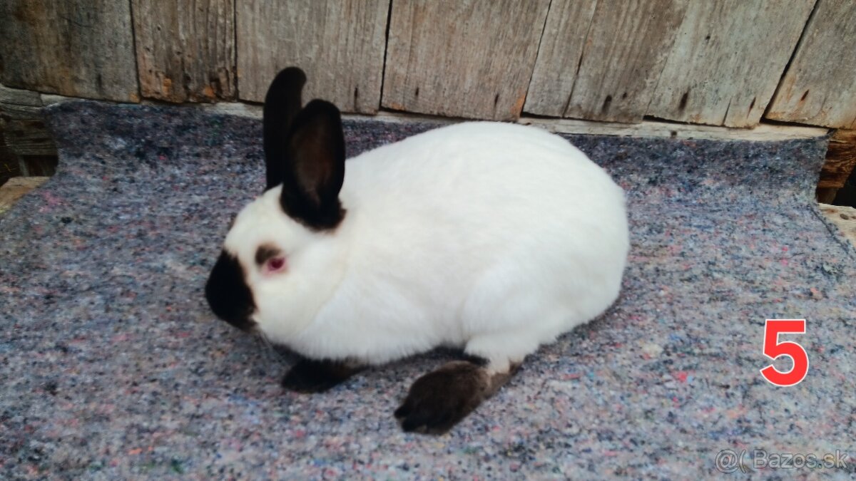 N.O. Strakoš, Kalifornsky - 9