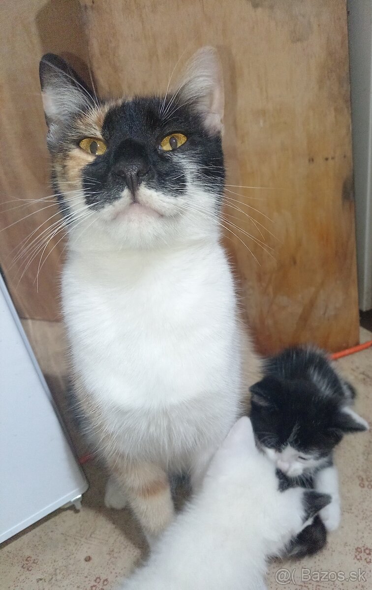 Darujeme mačiatka - 9