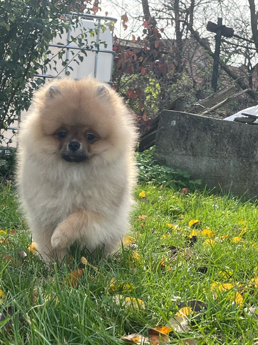Pomeranian s PP - 9