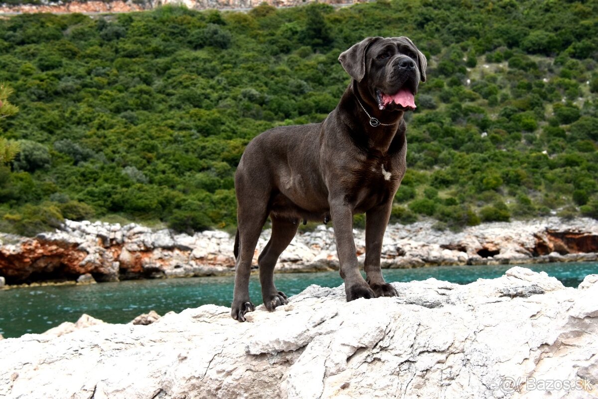 Štěňátka Cane Corso - 9