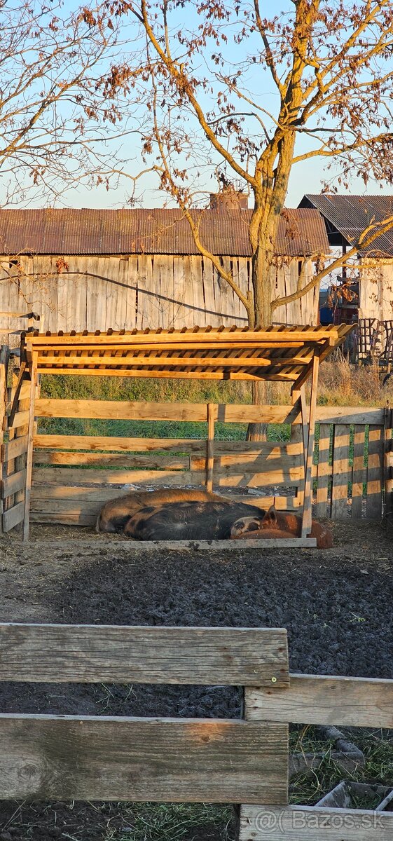 Predám Kune kune - 9