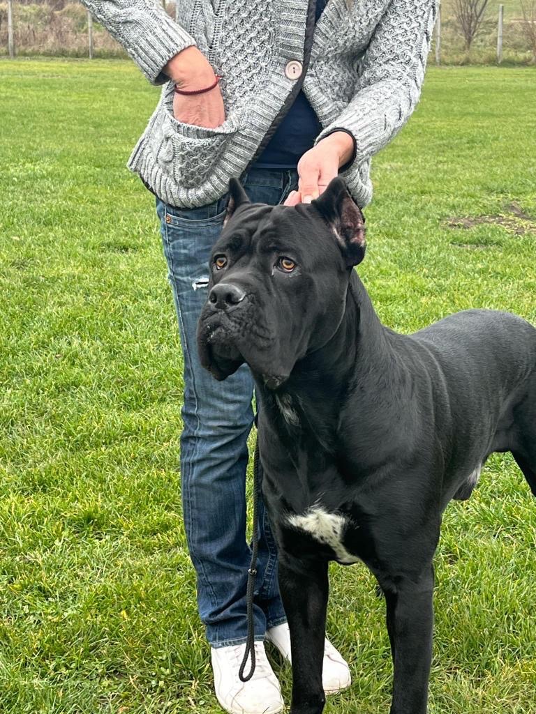 Pes na krytie Cane Corso 3 ročný - 9