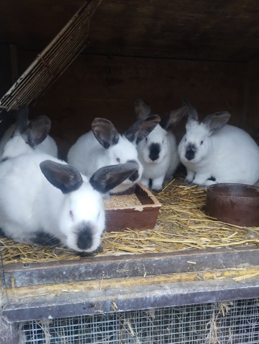 Kalifornsky kralik - 9