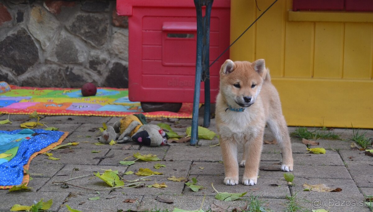 Shiba inu s PP /FCI / - 9