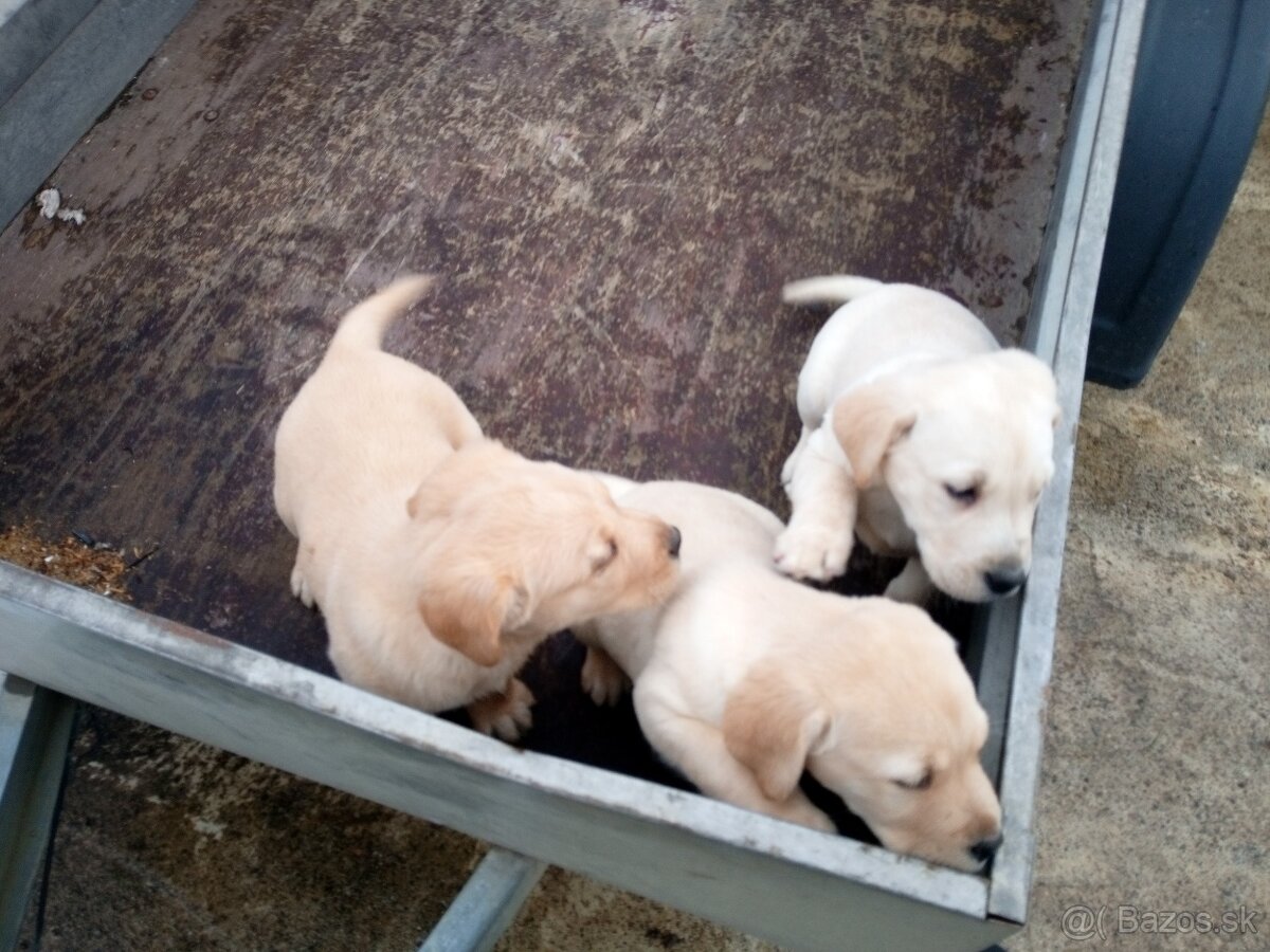 Labrador retriever - 9