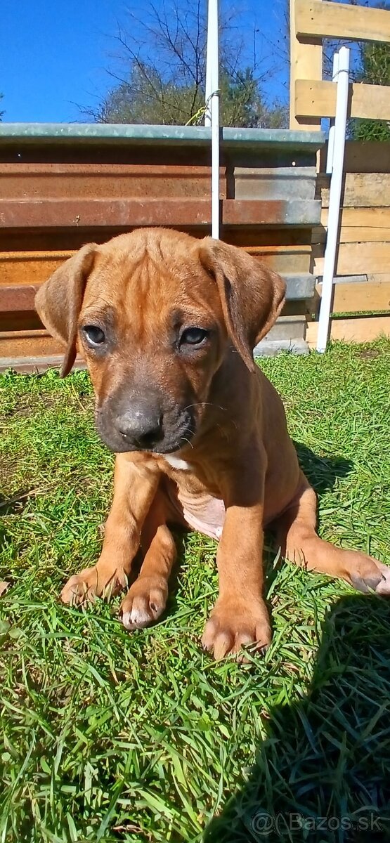 Rhodesian ridgeback - 9