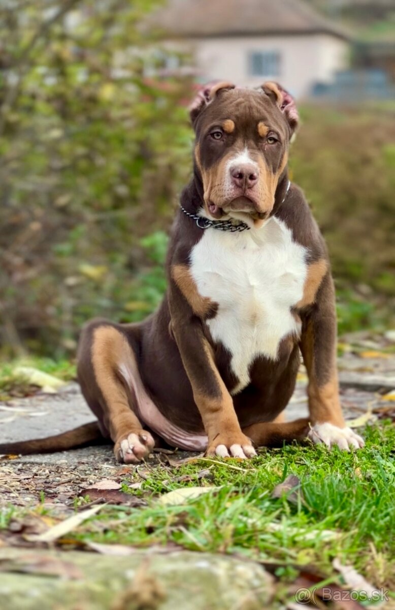 American Bully XL (Pitbull XXL) - 9