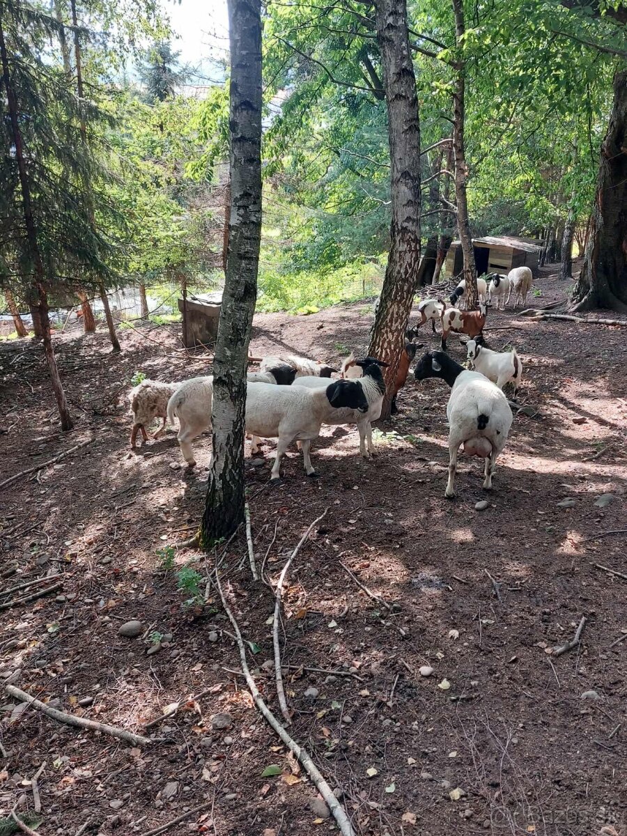 Holandska mini koza a baran Quessant - 9