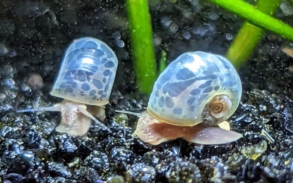 Krevetky,ryby,slimáky - 9