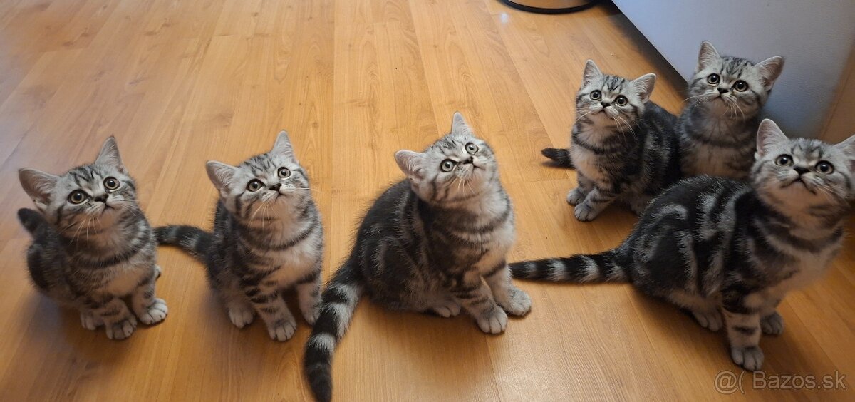 Britské whiskas mačiatka s PP - 9