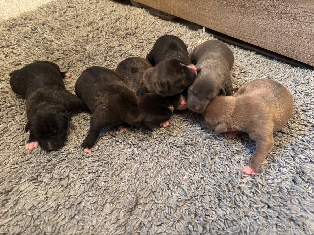 Americký stafordsirsky terier, Stafford, amstaf - 9