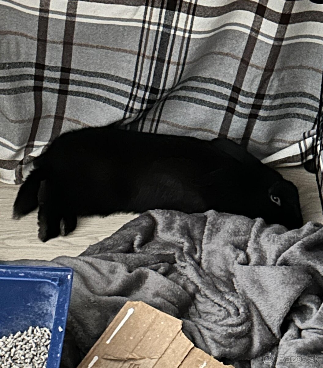 Ročný zajačik - 9