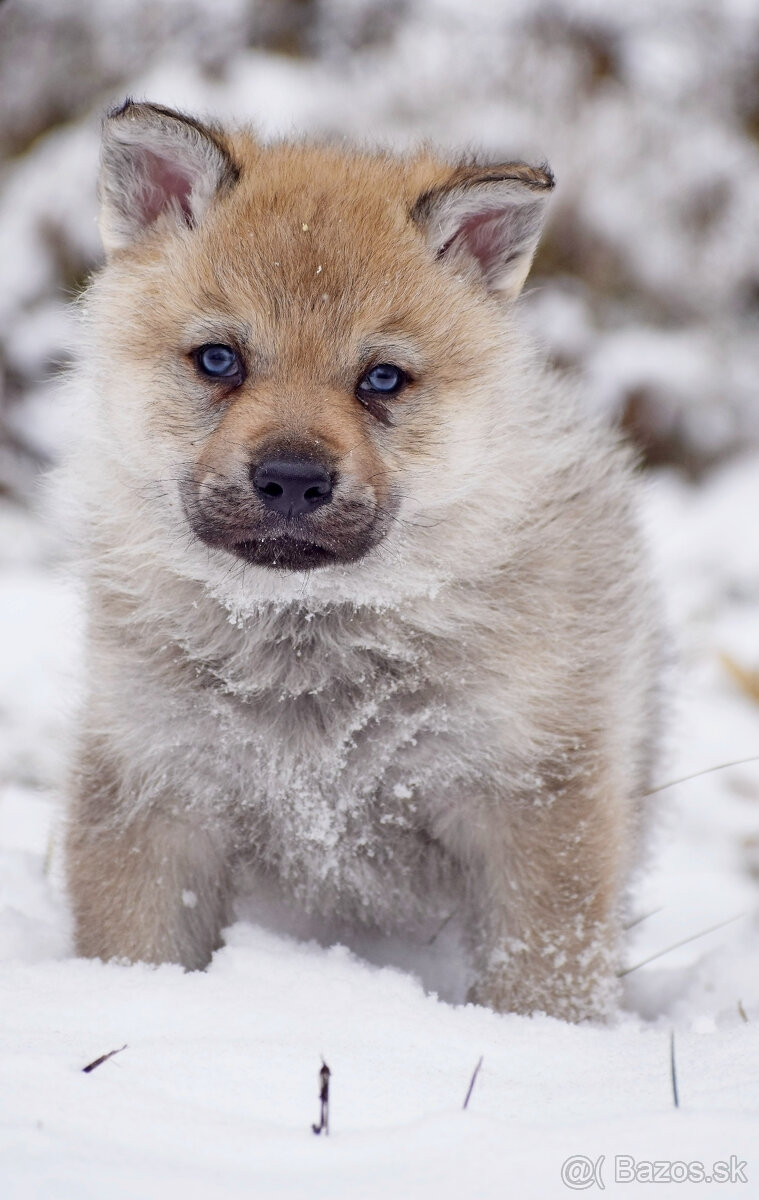 šteniatka československy vlčiak - 9