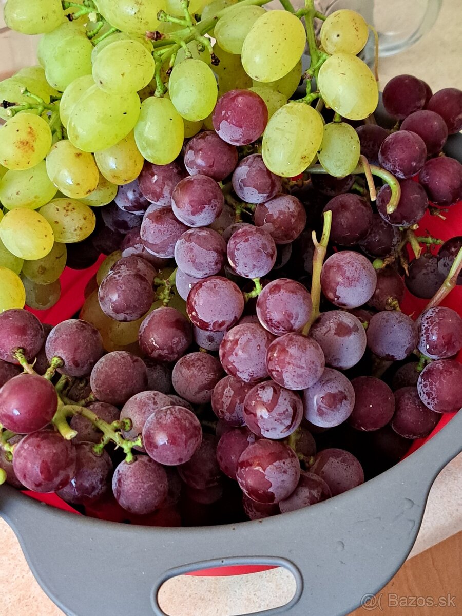 Sadenice viniča - 9