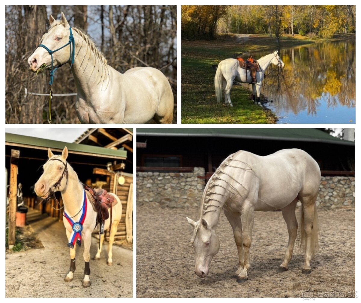 Pripúšťanie cremello Quarter Horse žrebcom - EARLY BOOKING - 9