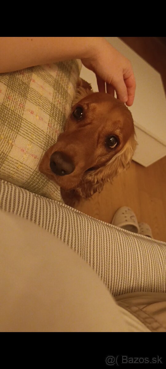 Darujem fenku angkicky kokerspaniel - 9