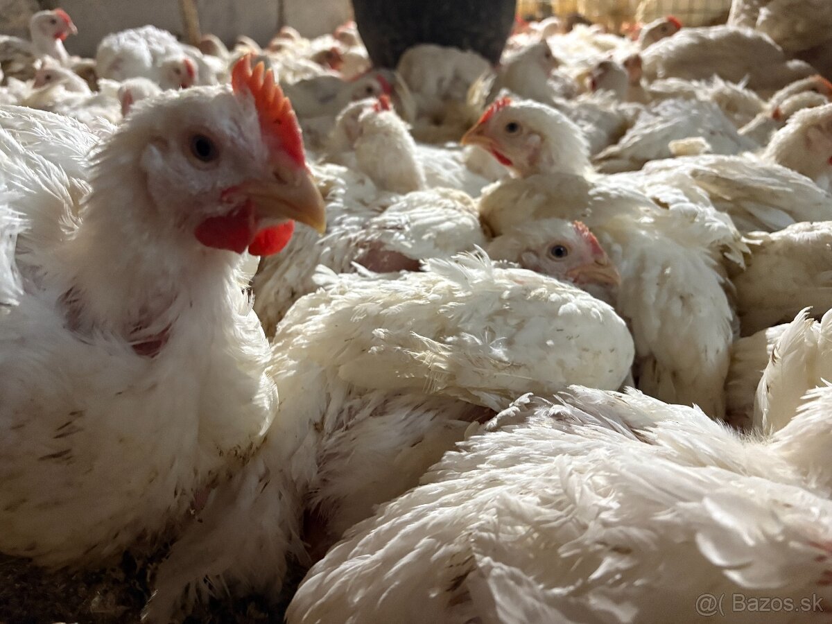 Sliepky Mládky Nosnice Lohman - 9