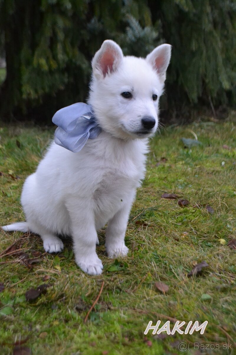 Biely švajčiarsky ovčiak , s PP - 9