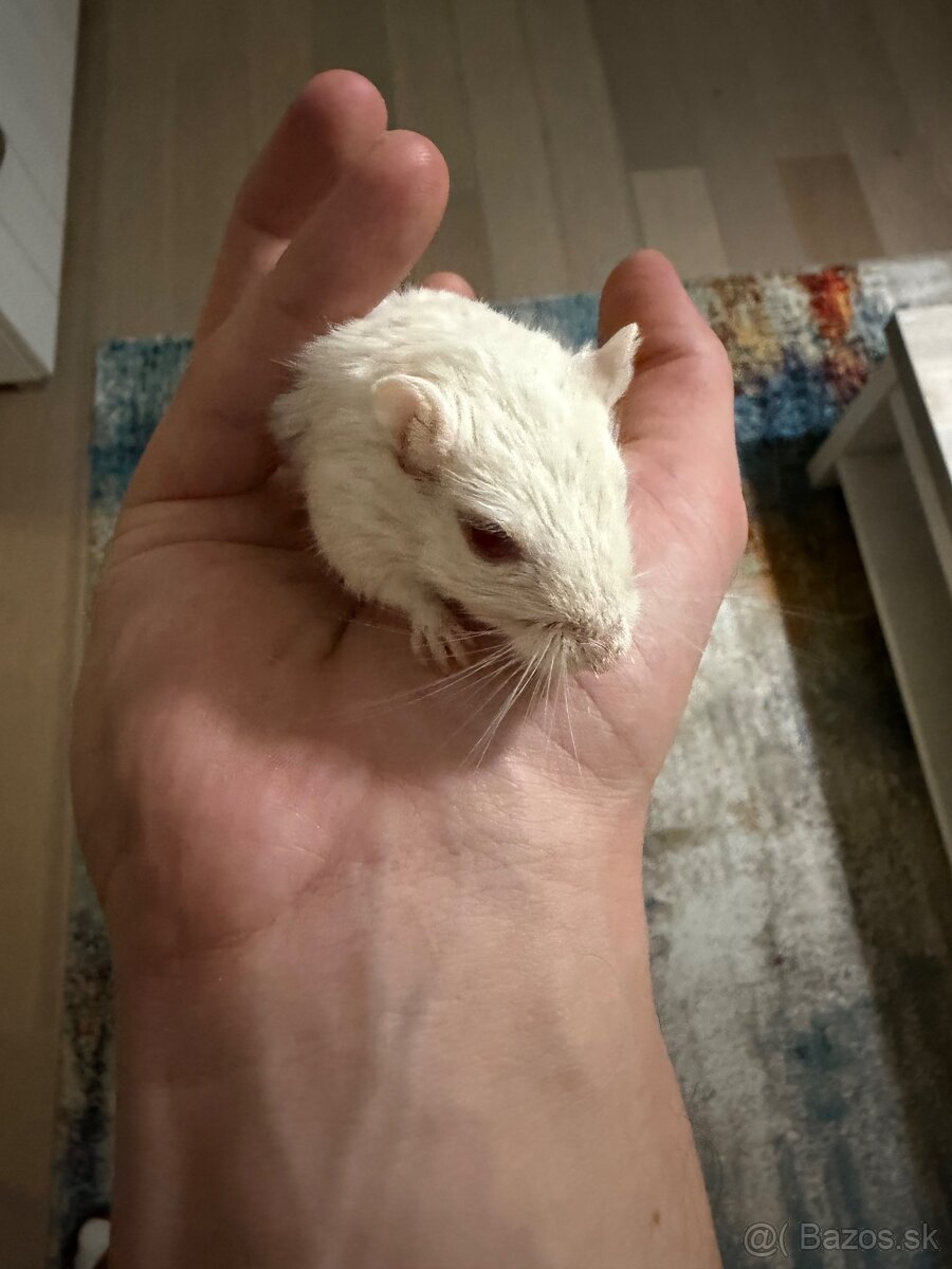 Darujeme pieskomila - 9