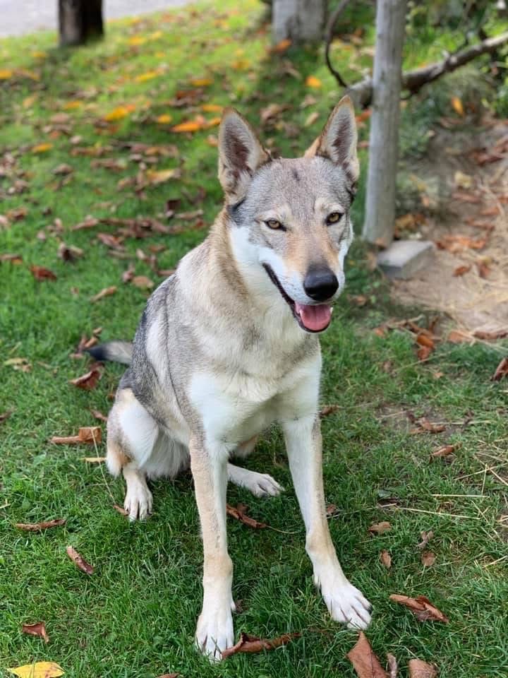 československý vlčiak s PP (FCI) - 9