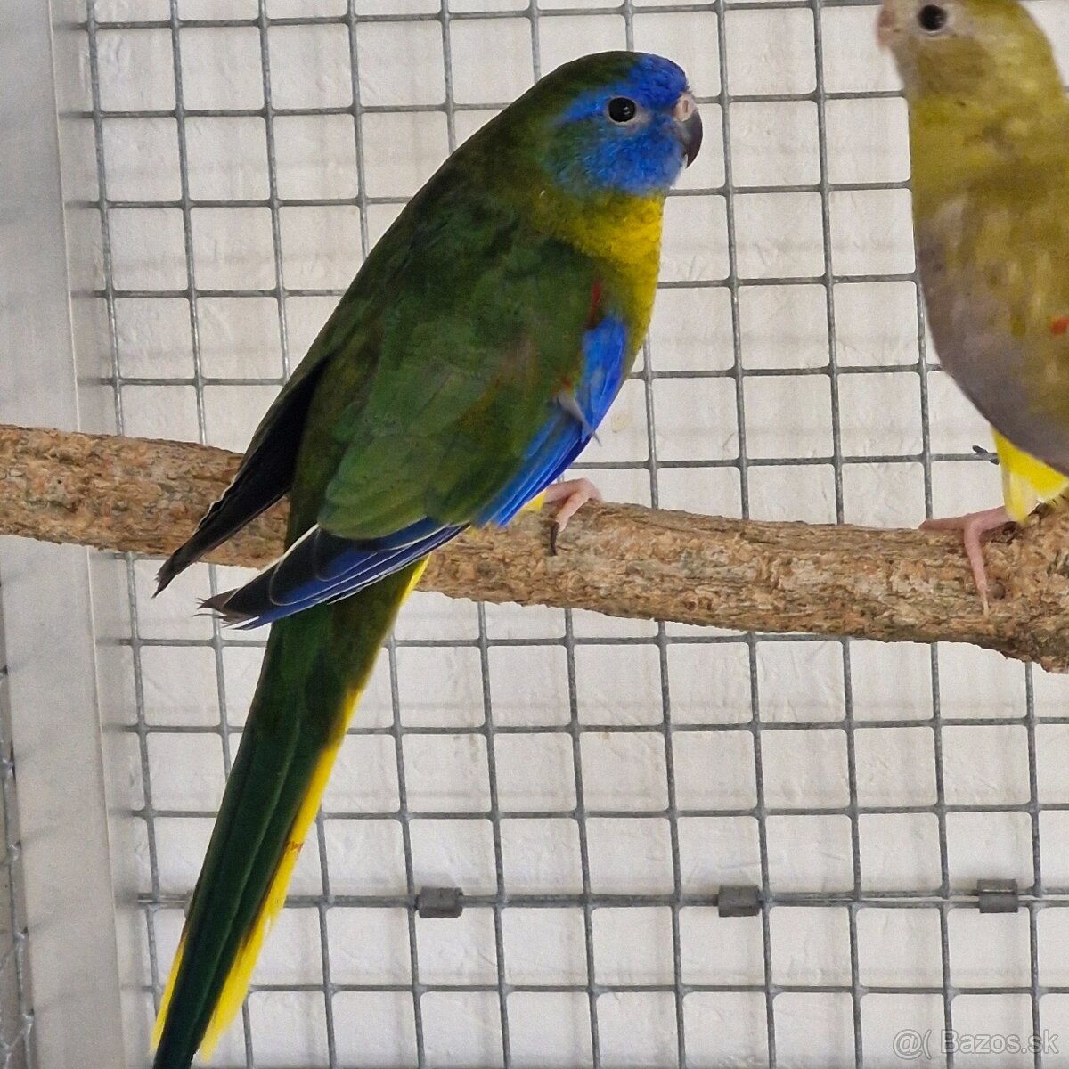 Predam neofema tyrkysova žltobruchá - 9